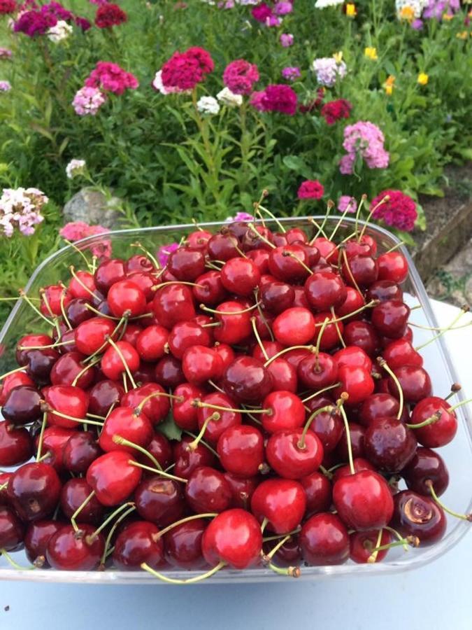 Bed and Breakfast Entre Canal Et Vignes Escolives-Sainte-Camille Екстер'єр фото